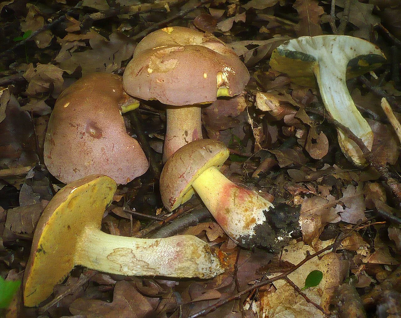 Butyriboletus fechtneri (Butyriboletus fechtneri) — photo mycologique
