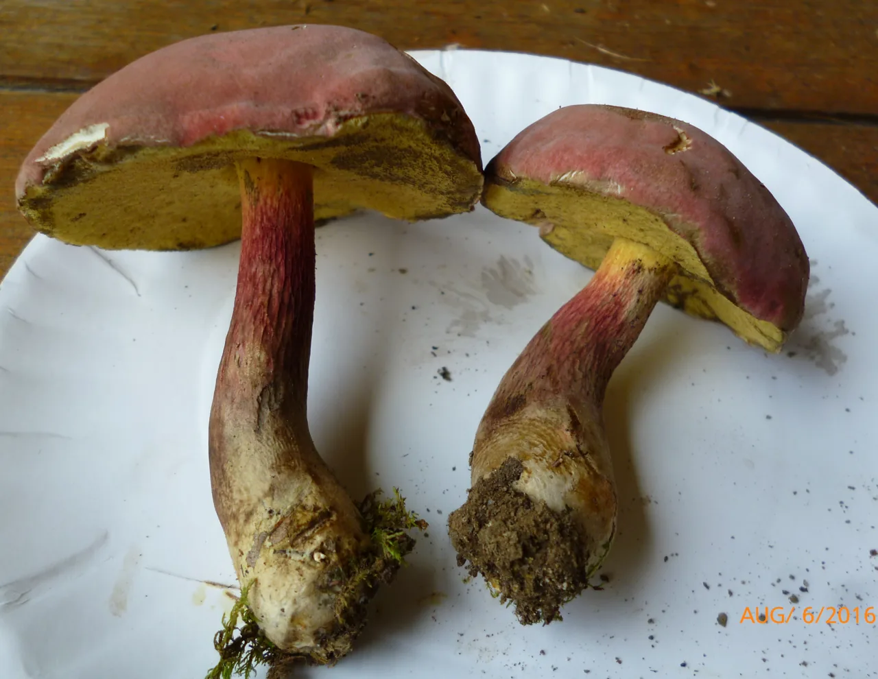 Butyriboletus peckii (Butyriboletus peckii) — photo mycologique