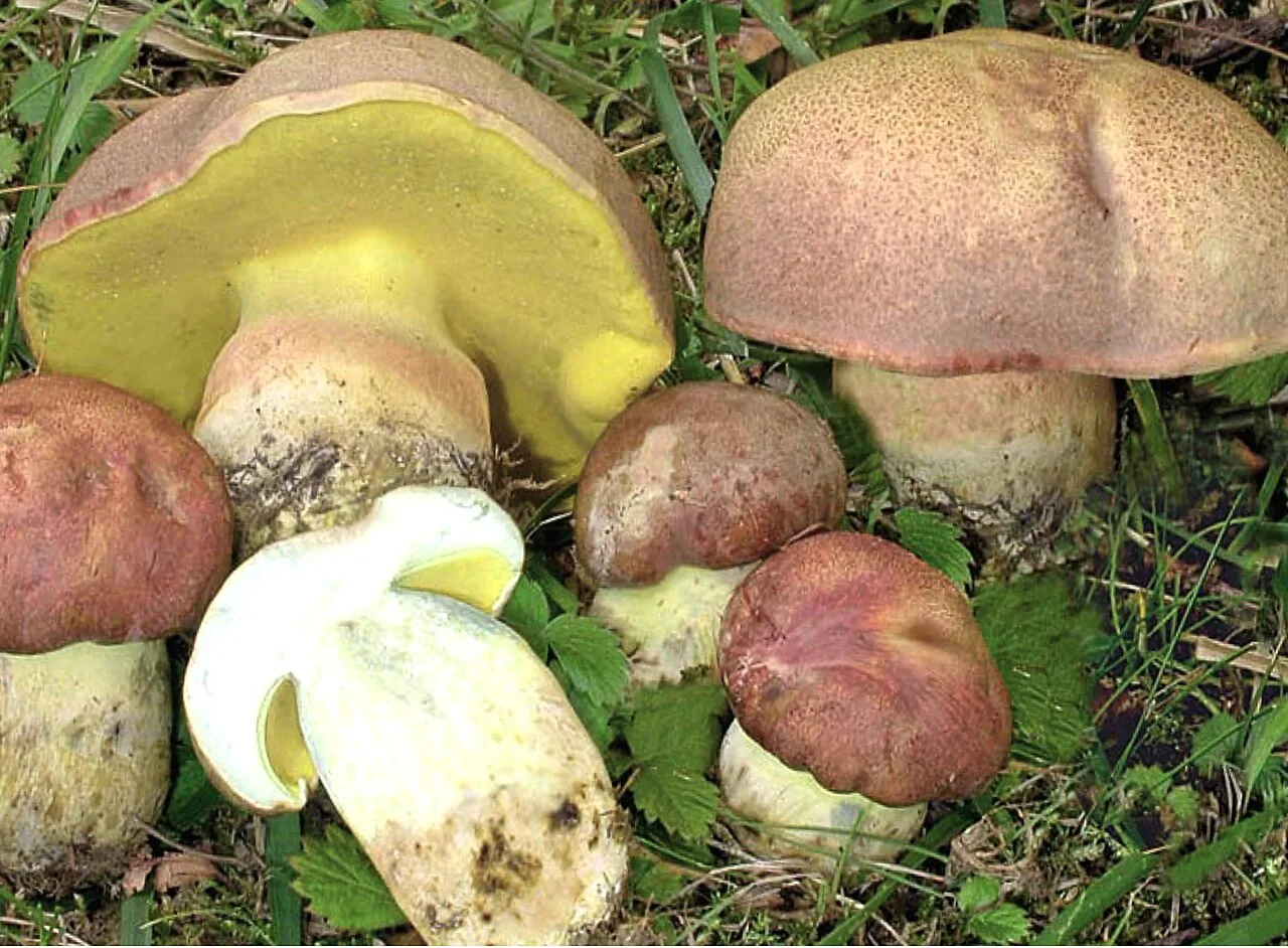 Butyriboletus pseudoregius (Butyriboletus pseudoregius) — photo mycologique