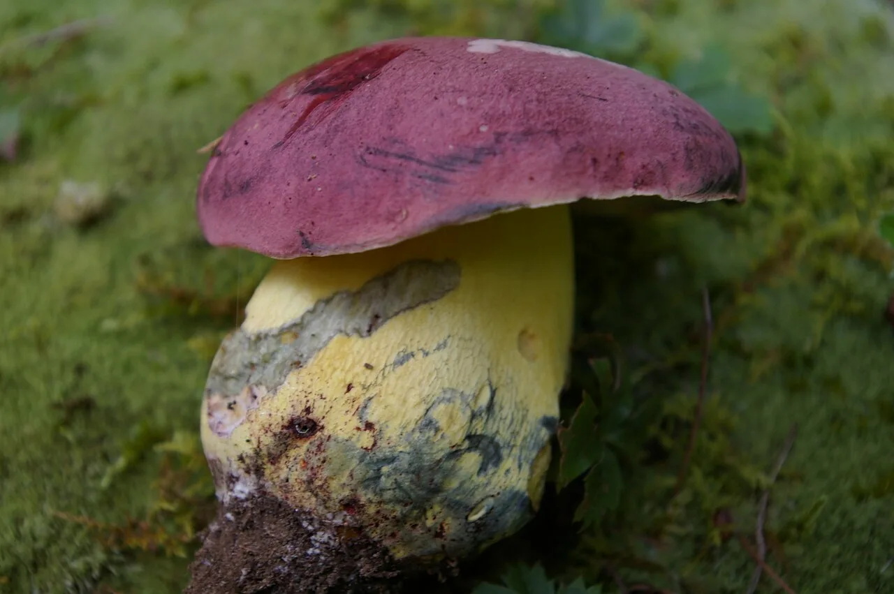 Butyriboletus roseopurpureus (Butyriboletus roseopurpureus) — photo mycologique