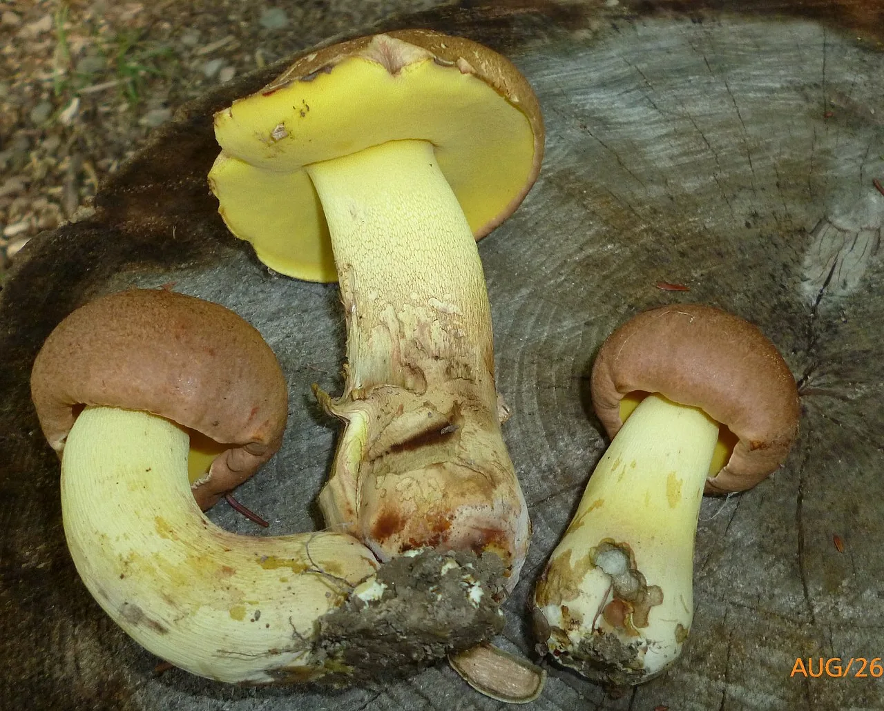 Butyriboletus taughannockensis (Butyriboletus taughannockensis) — photo mycologique