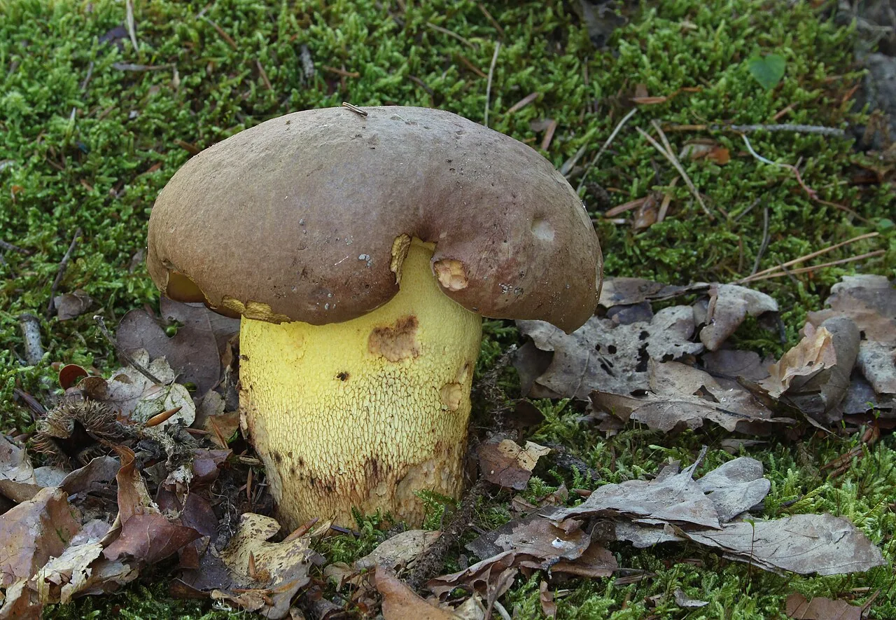 Butyriboletus ventricosus (Butyriboletus ventricosus) — photo mycologique