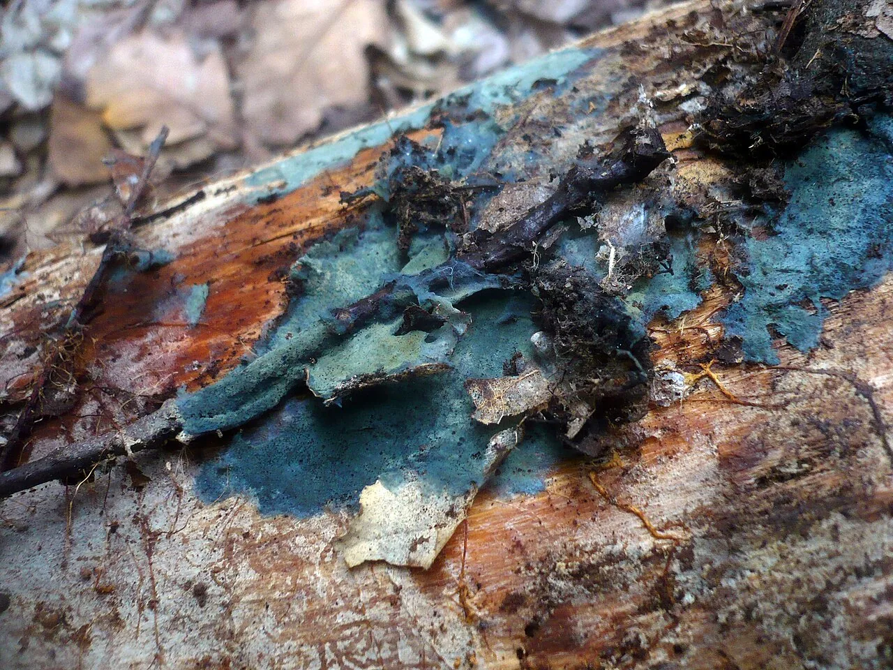Byssocorticium caeruleum (Byssocorticium caeruleum) — photo mycologique