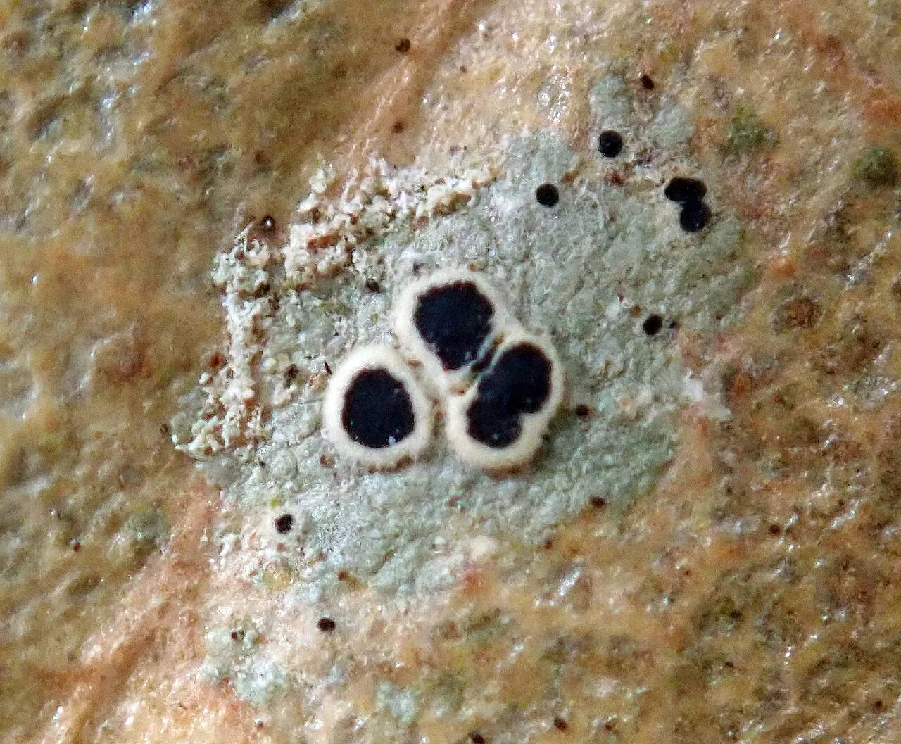 Byssolecania deplanata (Byssolecania deplanata) — photo mycologique