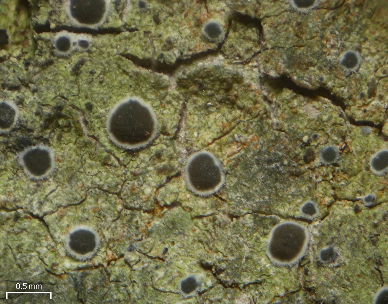 Byssoloma diederichii (Byssoloma diederichii) — photo mycologique