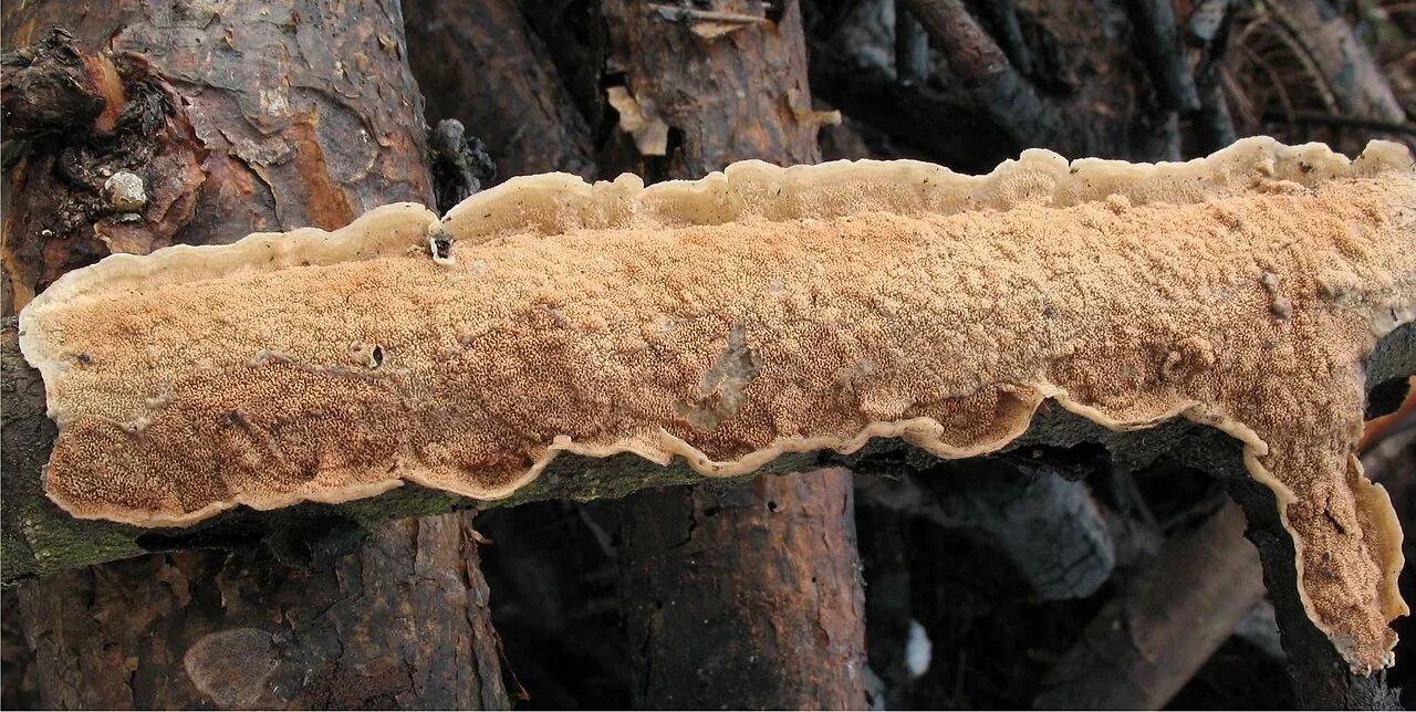 Byssomerulius albostramineus (Byssomerulius albostramineus) — photo mycologique