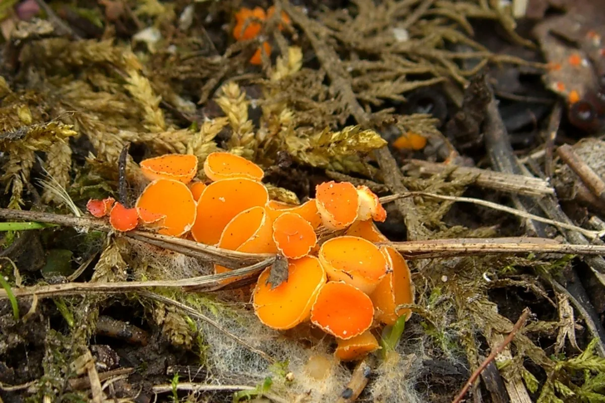 Byssonectria fusispora (Byssonectria fusispora) — photo mycologique