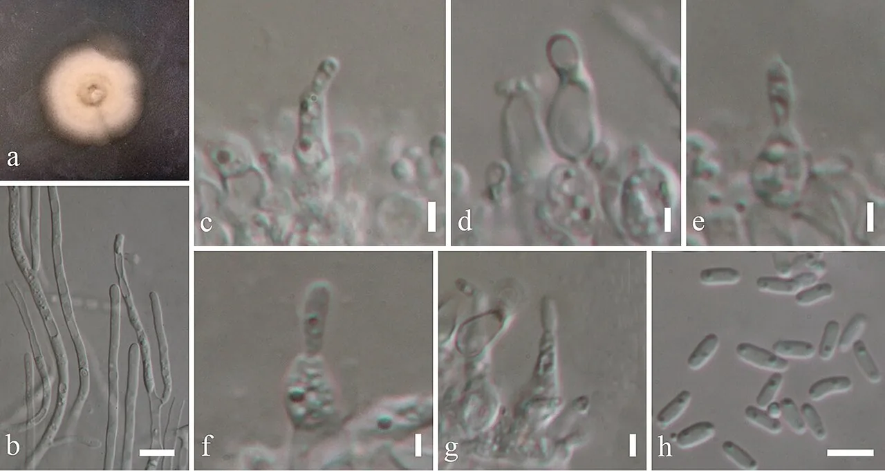 Byssothecium flumineum (Byssothecium flumineum) — photo mycologique