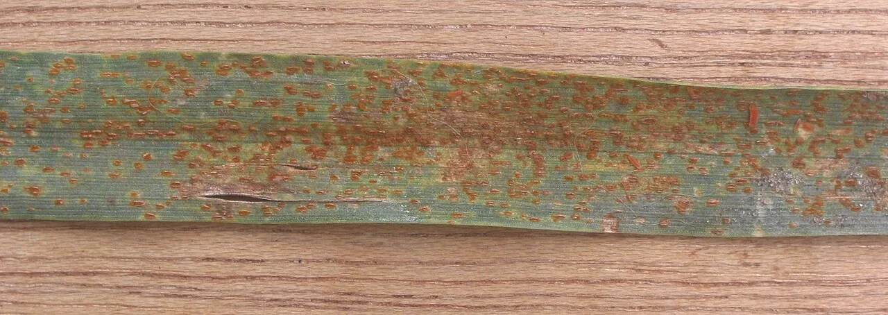 Caeoma epilobii-alpini (Caeoma epilobii-alpini) — photo mycologique