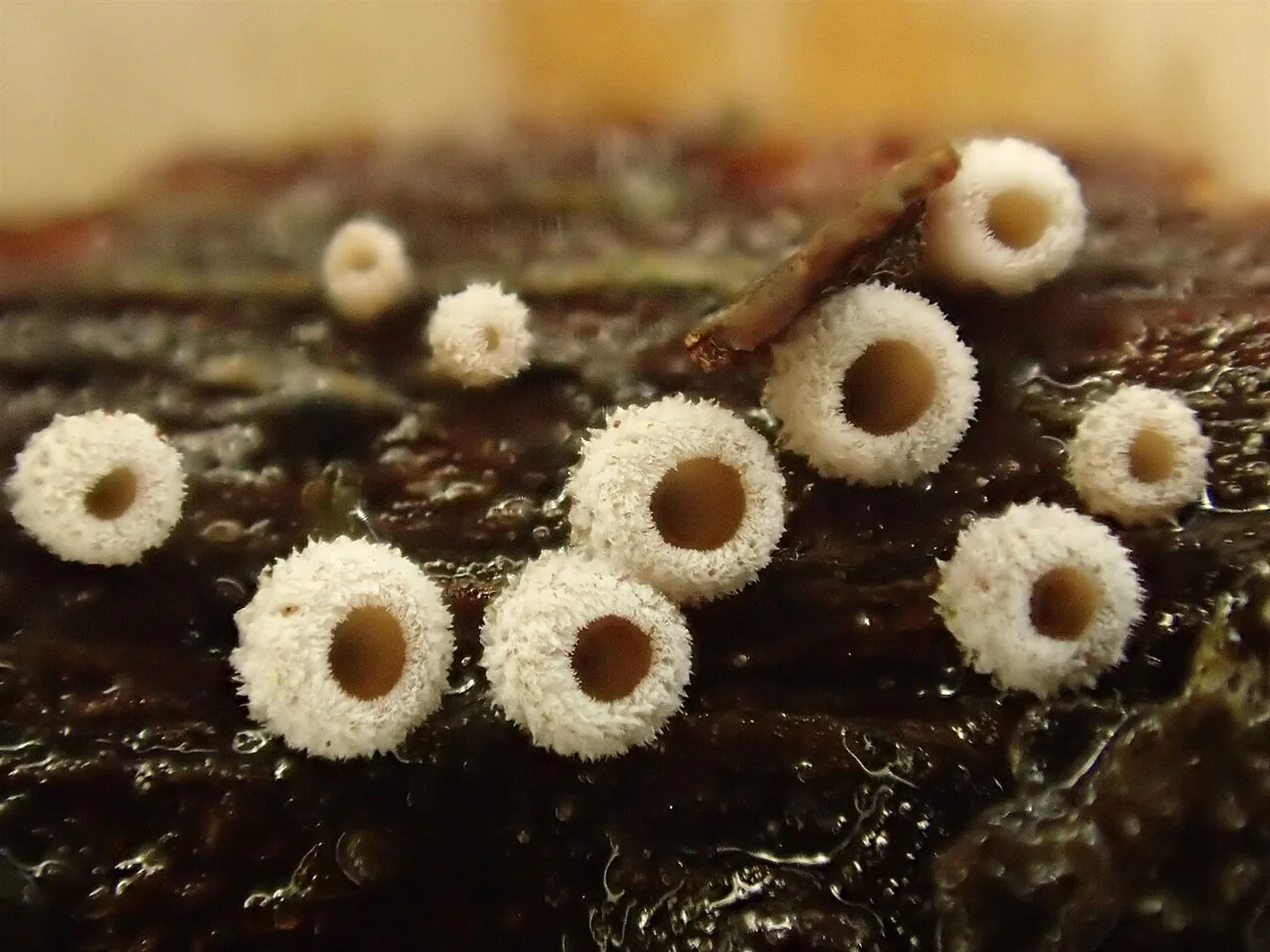 Calathella dichroa (Calathella dichroa) — photo mycologique