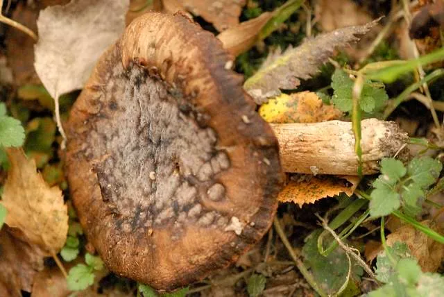 Calcarisporium cordycipiticola (Calcarisporium cordycipiticola) — photo mycologique