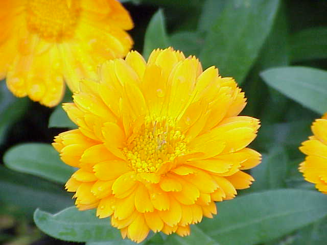 Souci (Calendula) — photo botanique
