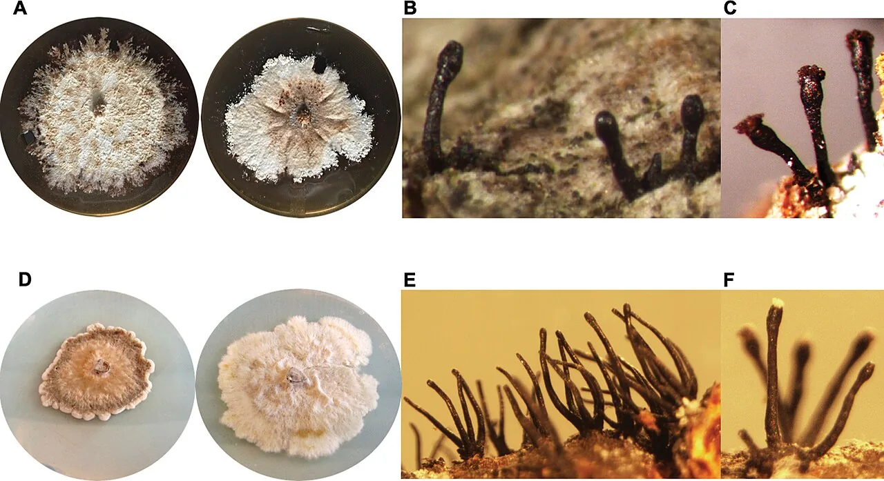 Caliciopsis moriondi (Caliciopsis moriondi) — photo mycologique