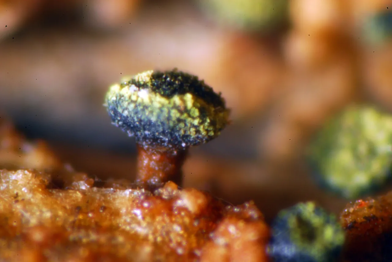Calicium adspersum (Calicium adspersum) — photo mycologique