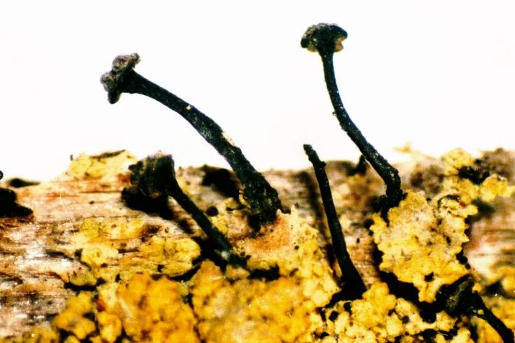 Calicium affine (Calicium affine) — photo mycologique