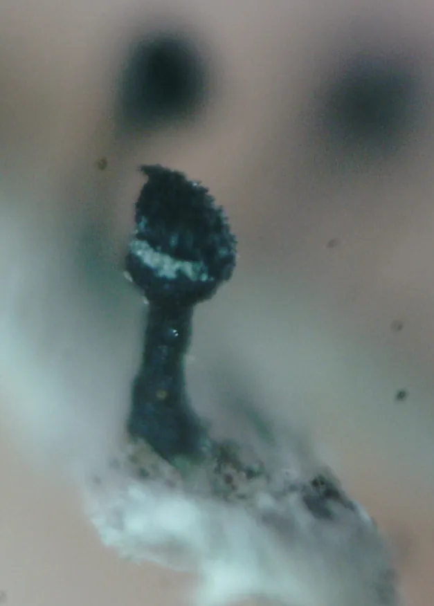 Calicium glaucellum (Calicium glaucellum) — photo mycologique
