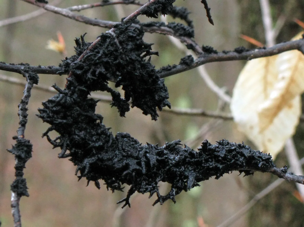 Callebaea rutideae (Callebaea rutideae) — photo mycologique