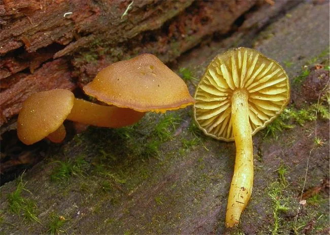 Callistosporium praemultifolium (Callistosporium praemultifolium) — photo mycologique