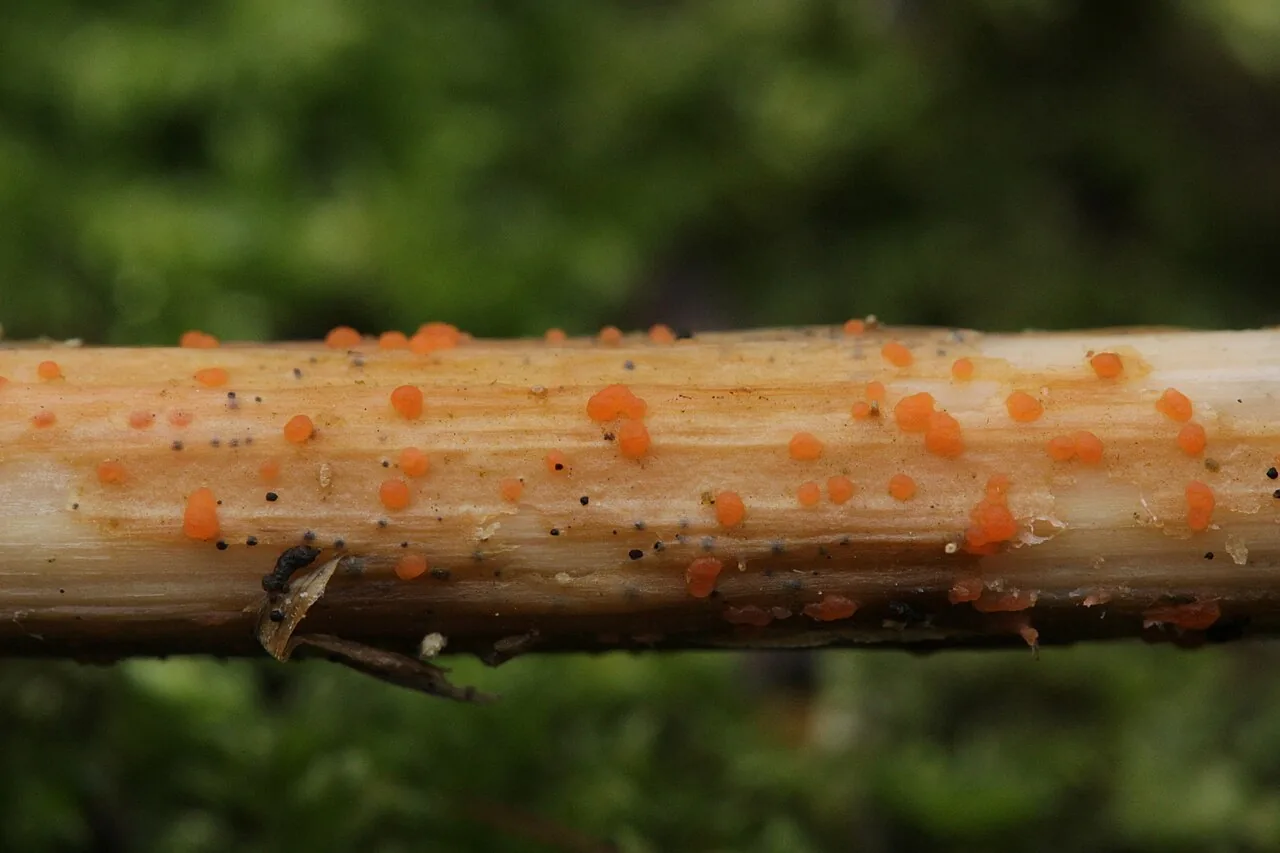 Calloria lithospermi (Calloria lithospermi) — photo mycologique