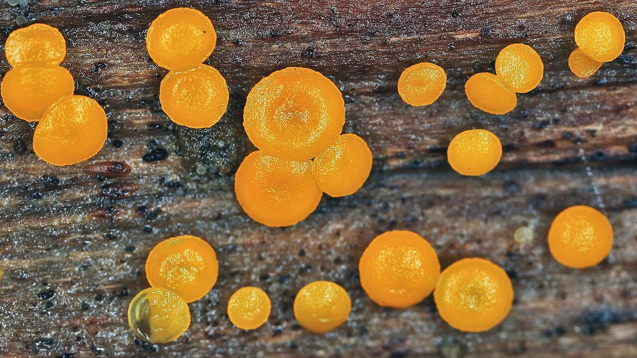 Calloria urticae (Calloria urticae) — photo mycologique