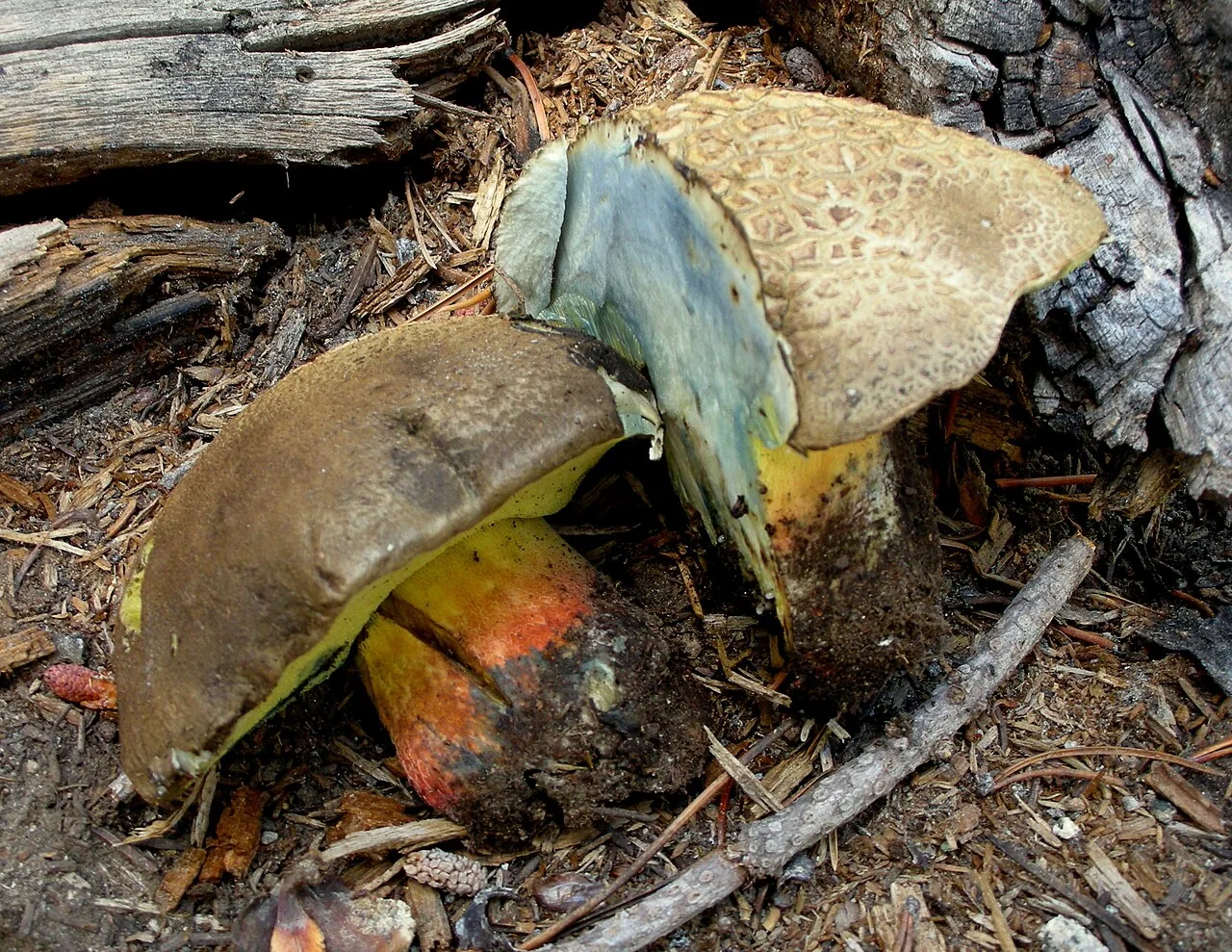 Caloboletus frustosus (Caloboletus frustosus) — photo mycologique
