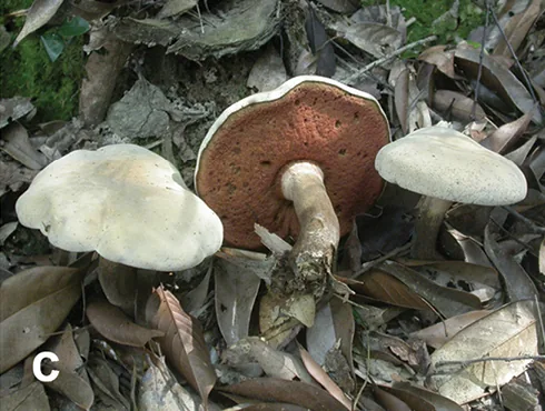 Caloboletus guanyui (Caloboletus guanyui) — photo mycologique