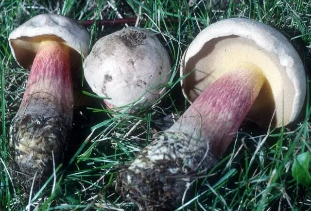 Caloboletus inedulis (Caloboletus inedulis) — photo mycologique
