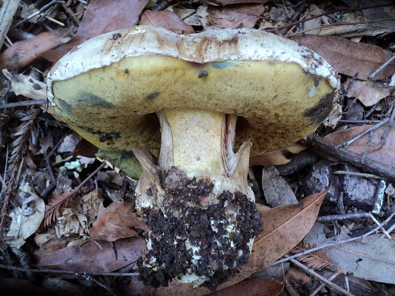 Caloboletus marshii (Caloboletus marshii) — photo mycologique