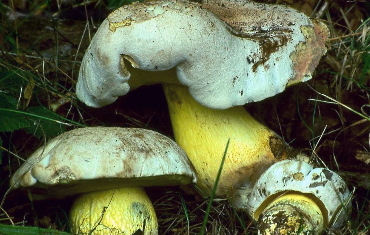 Caloboletus radicans (Caloboletus radicans) — photo mycologique