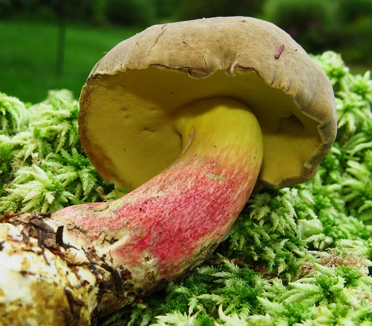Caloboletus roseipes (Caloboletus roseipes) — photo mycologique