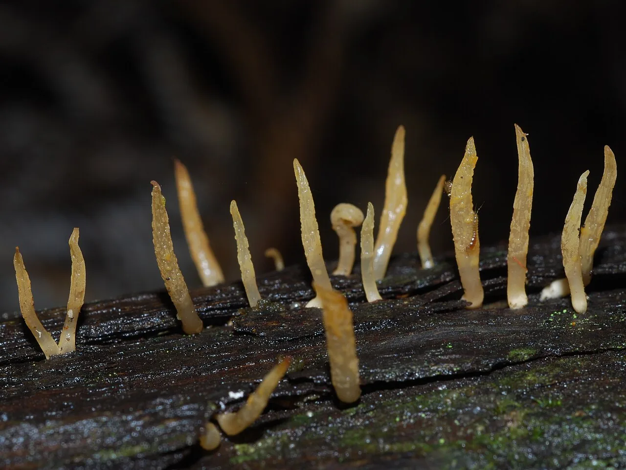 Calocera cornea (Calocera cornea) — photo mycologique