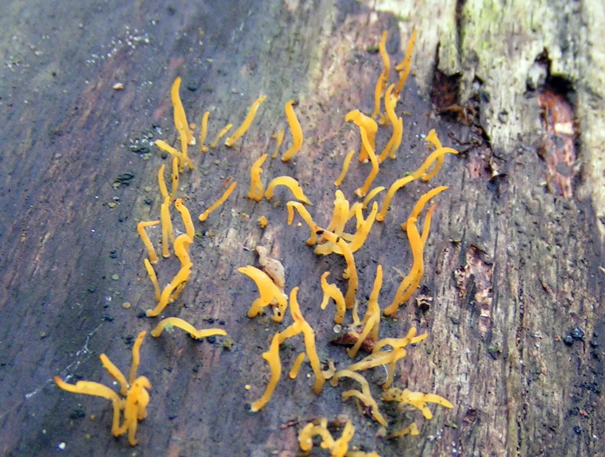 Calocera macrospora (Calocera macrospora) — photo mycologique