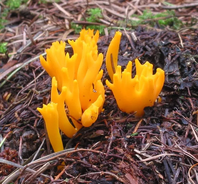 Calocère visqueuse (Calocera viscosa) — photo mycologique