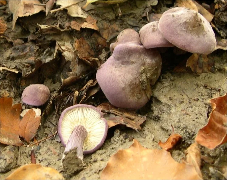 Calocybe aromatica (Calocybe aromatica) — photo mycologique