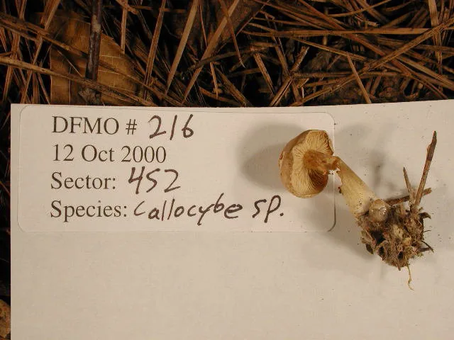 Calocybe chrysenteron (Calocybe chrysenteron) — photo mycologique