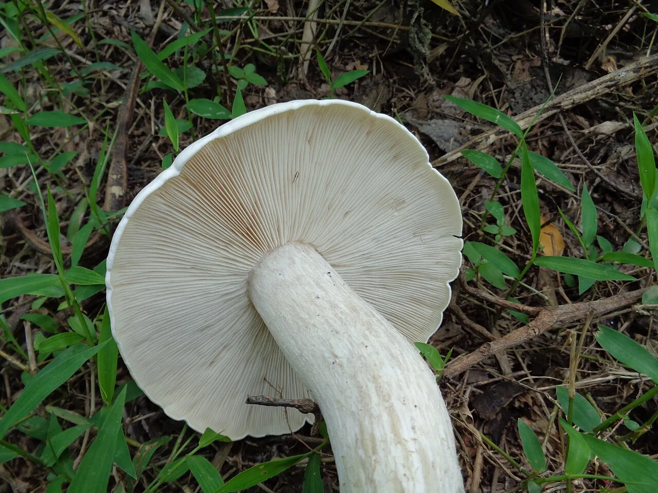 Calocybe indica (Calocybe indica) — photo mycologique