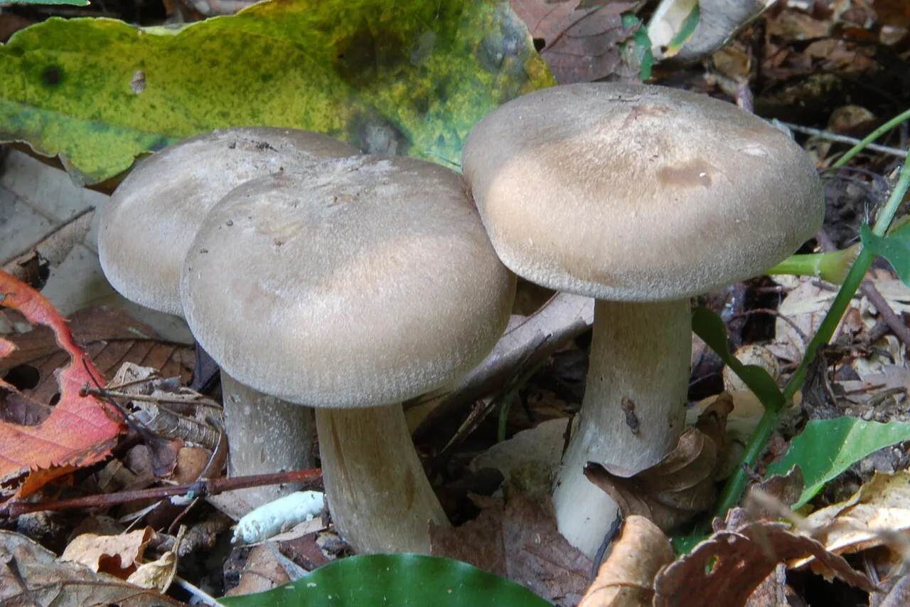 Calocybella juncicola (Calocybella juncicola) — photo mycologique