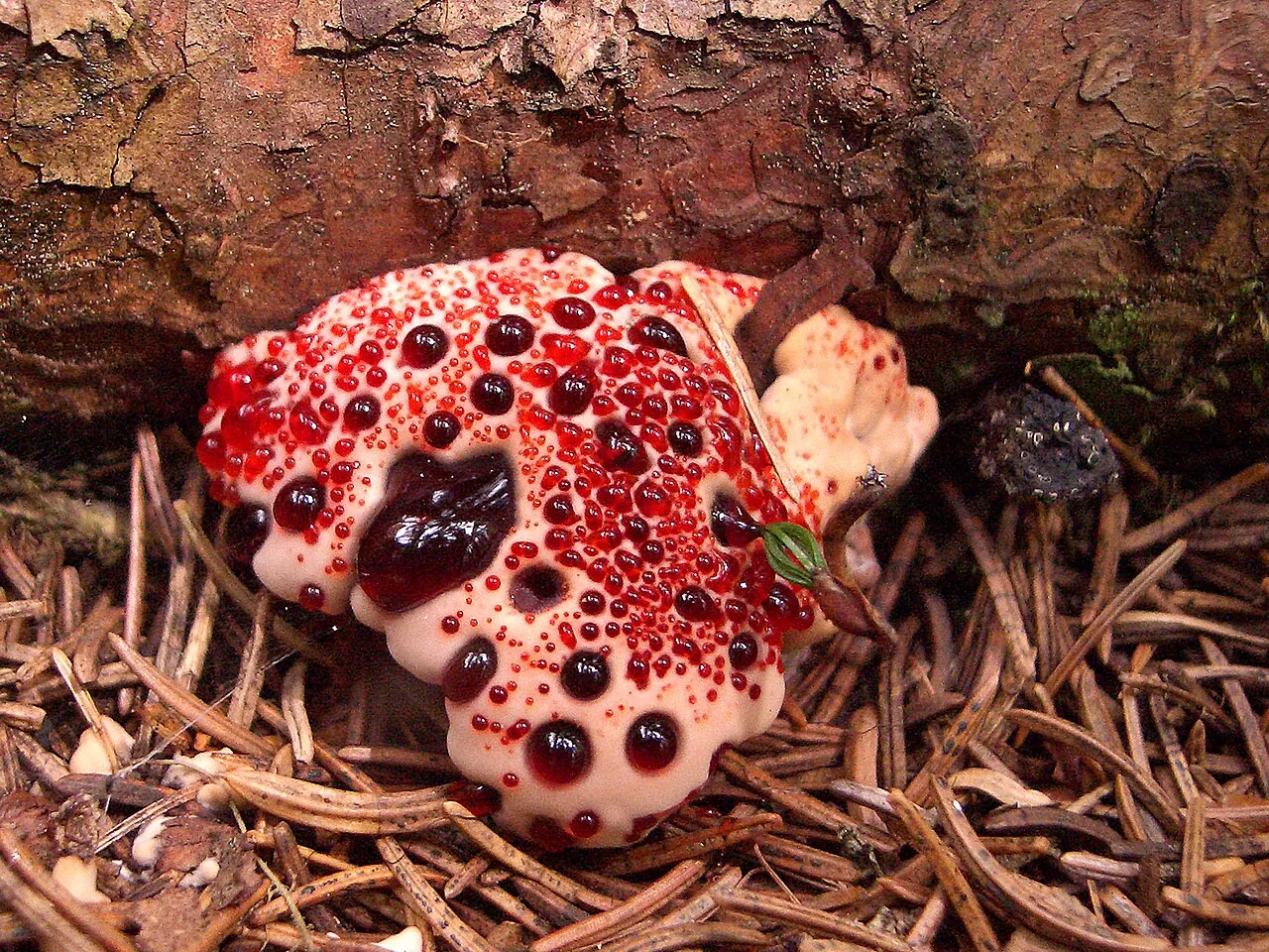 Calodon olidus (Calodon olidus) — photo mycologique