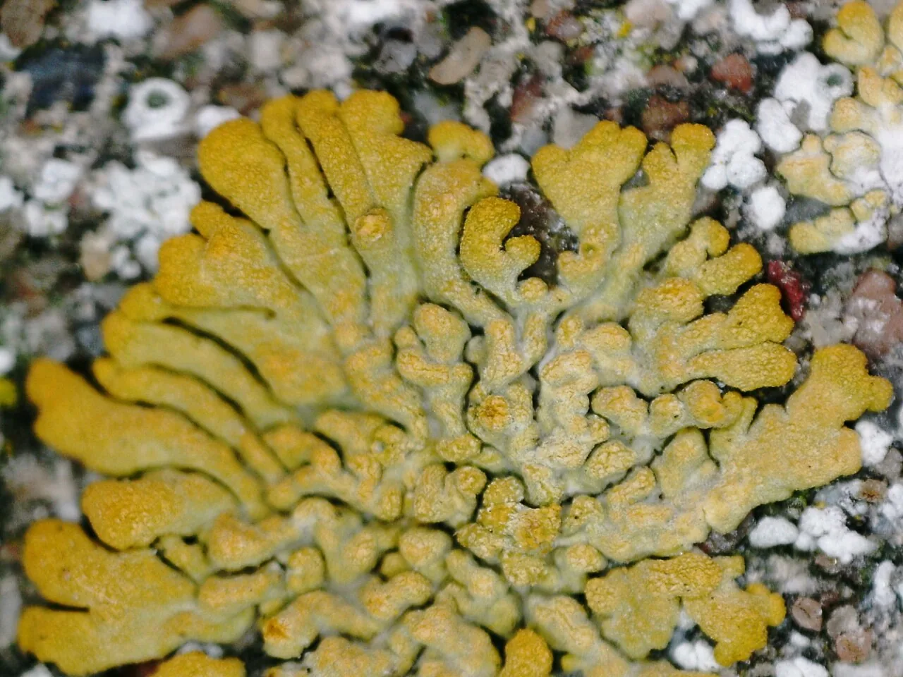 Calogaya nana (Calogaya nana) — photo mycologique
