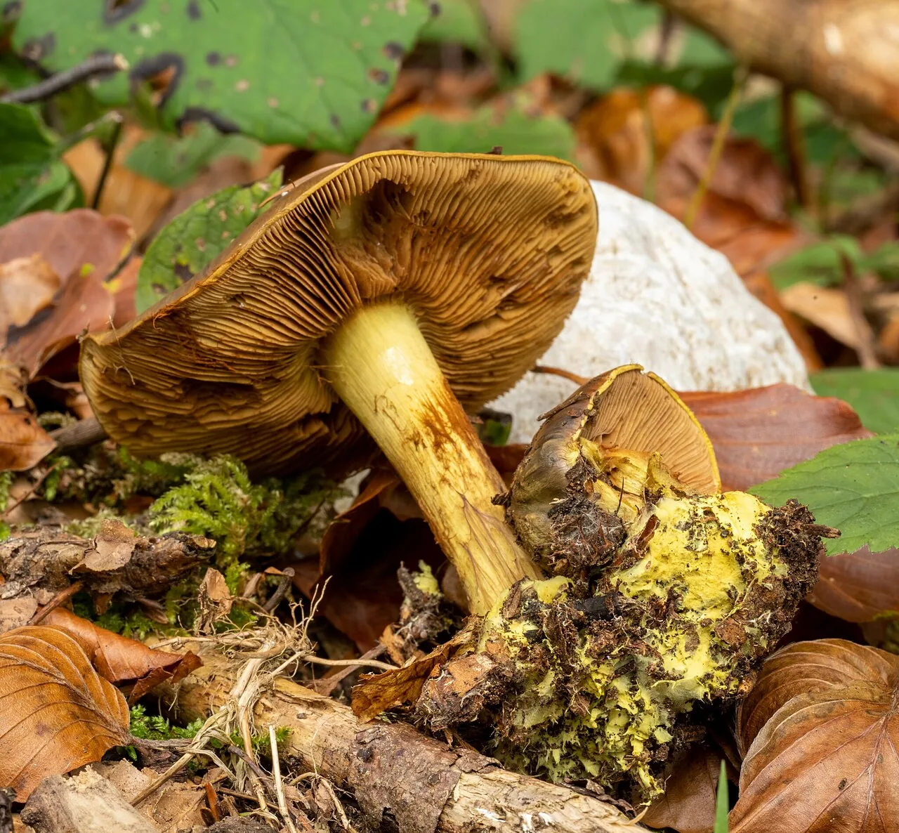 Calonarius atrovirens (Calonarius atrovirens) — photo mycologique