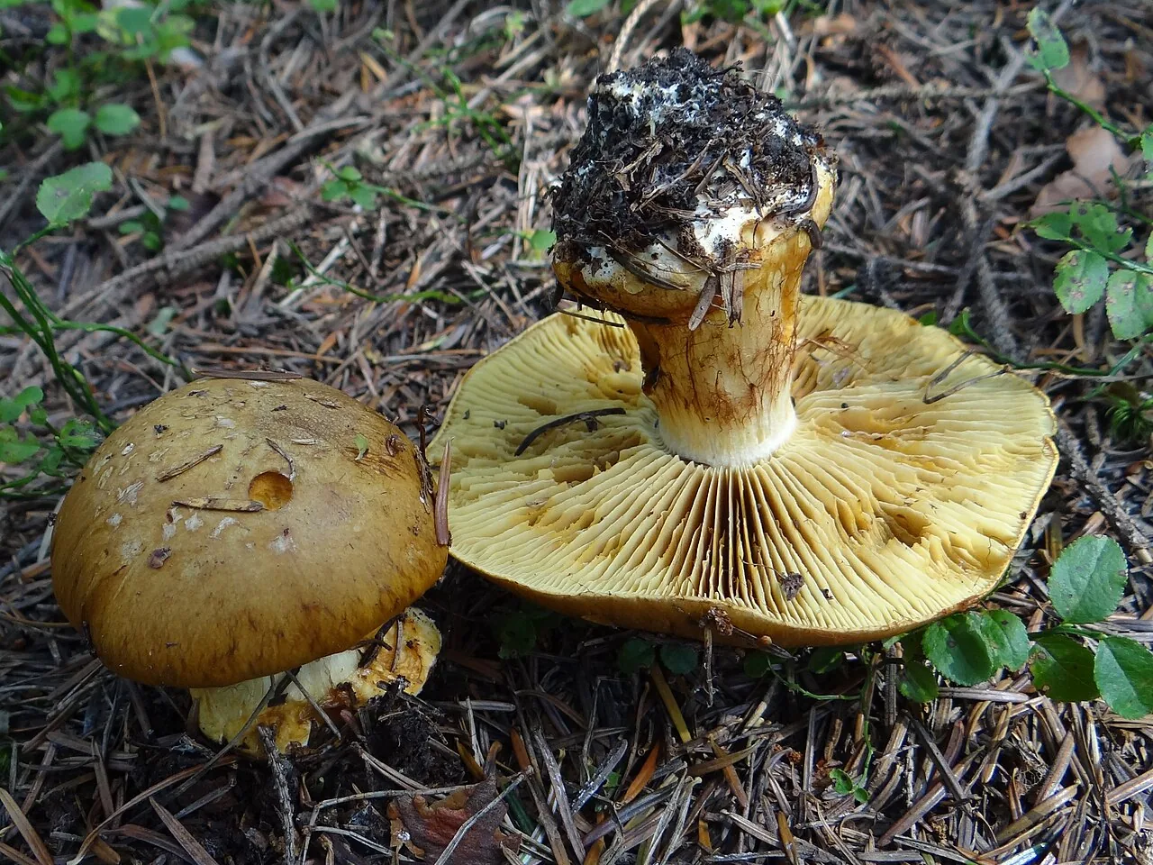 Calonarius cobaltinus (Calonarius cobaltinus) — photo mycologique