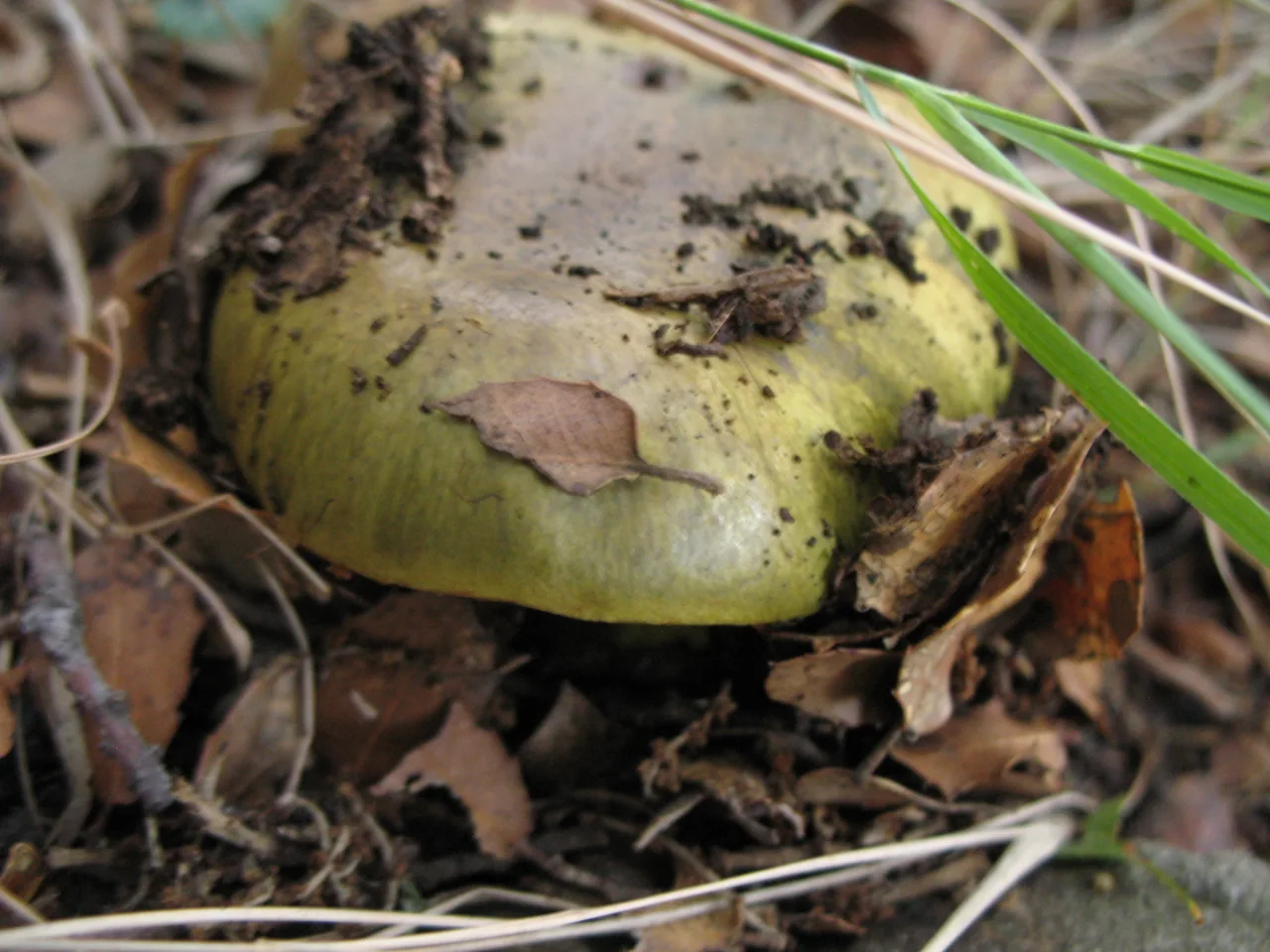 Calonarius ionochlorus (Calonarius ionochlorus) — photo mycologique