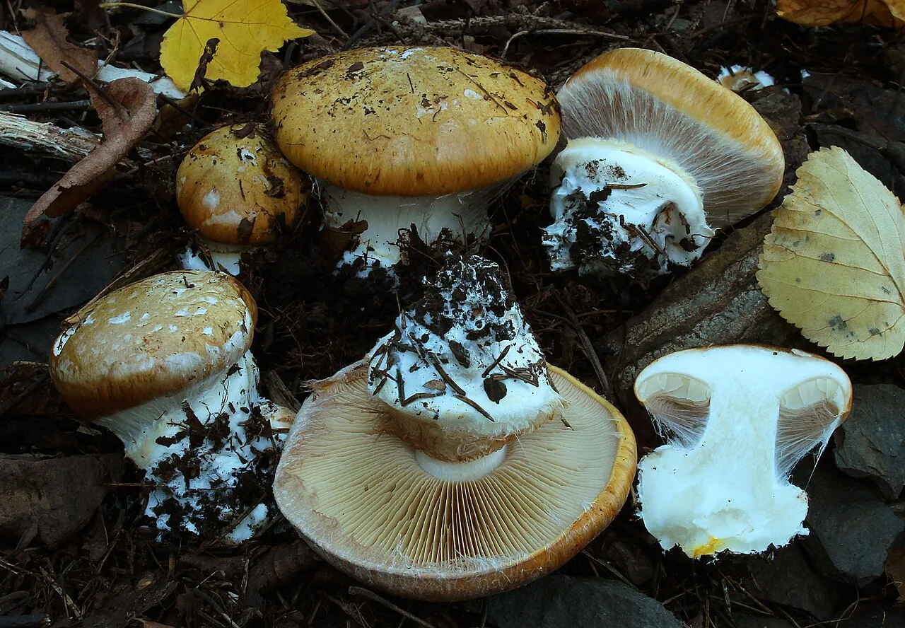 Calonarius saporatus (Calonarius saporatus) — photo mycologique
