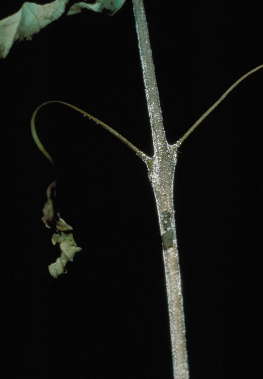 Calonectria cerciana (Calonectria cerciana) — photo mycologique