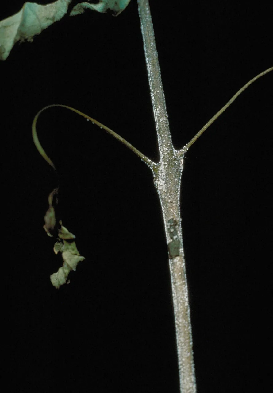 Calonectria pyrochroa (Calonectria pyrochroa) — photo mycologique