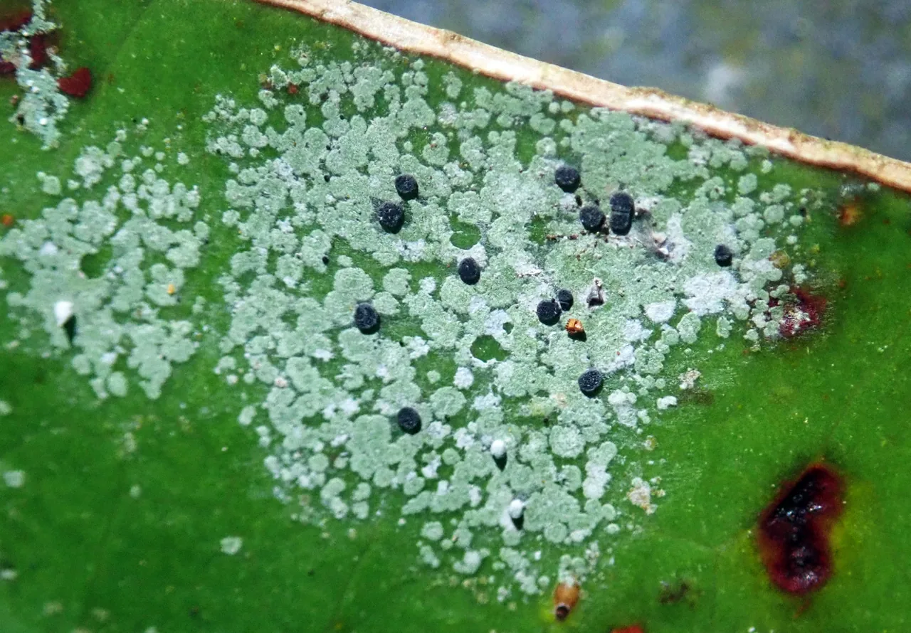 Calopadia fusca (Calopadia fusca) — photo mycologique