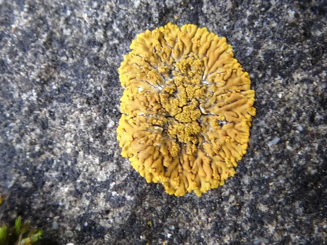 Caloplaca cinnamomea (Caloplaca cinnamomea) — photo mycologique