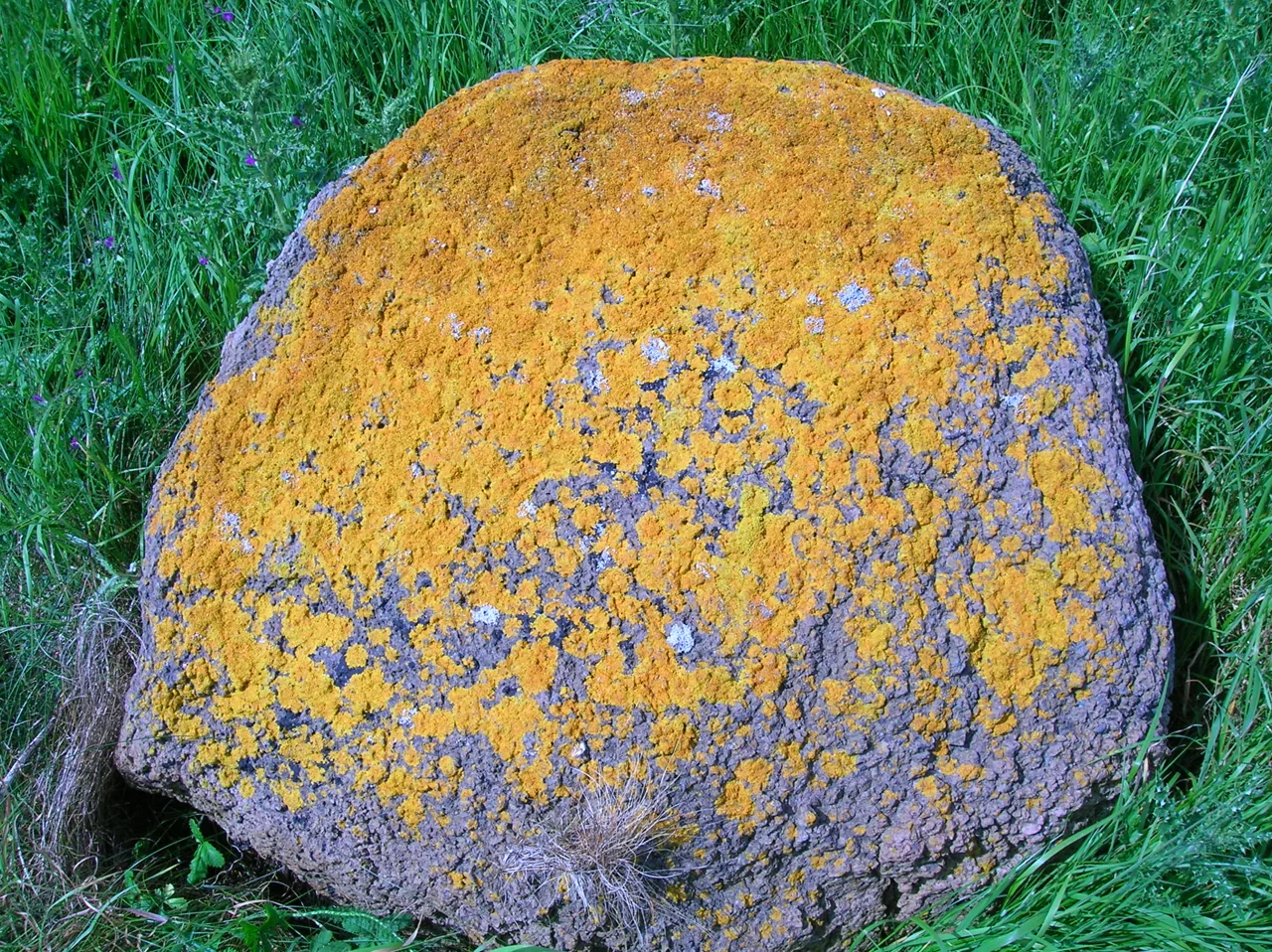 Caloplaca hanneshertelii (Caloplaca hanneshertelii) — photo mycologique
