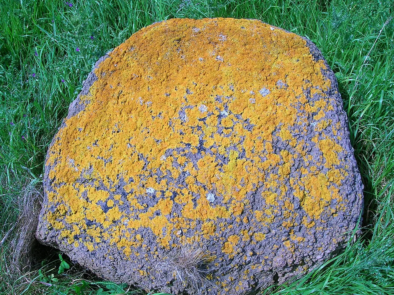 Caloplaca obscurella (Caloplaca obscurella) — photo mycologique
