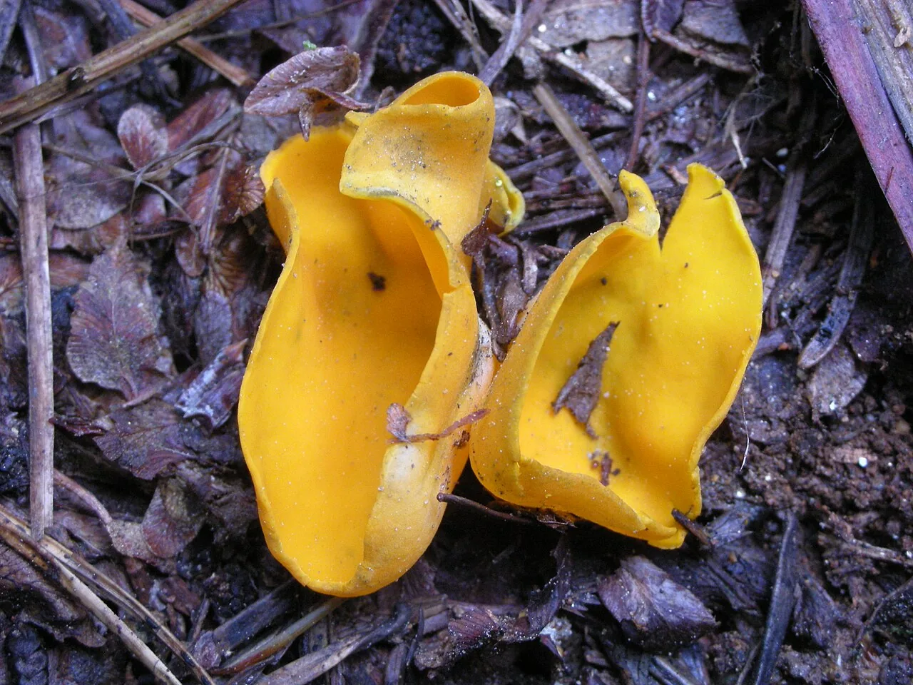 Caloscypha fulgens (Caloscypha fulgens) — photo mycologique